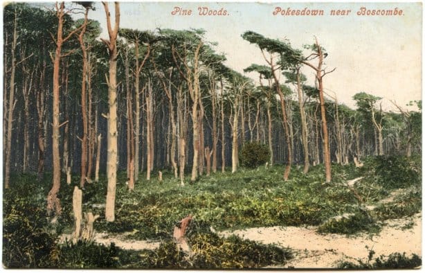 colourised postcard showing pine woods at Pokesdown near Boscombe