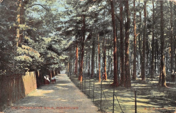 Postcard showing pines along Fisherman’s Walk. Date stamped 1904.